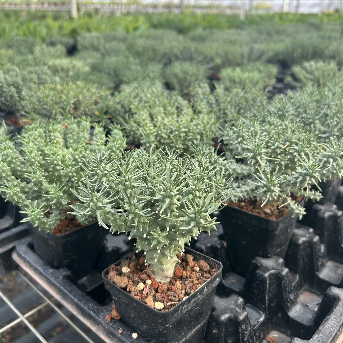 Euphorbia confluens