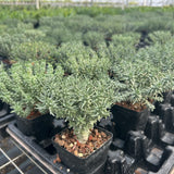 Euphorbia confluens