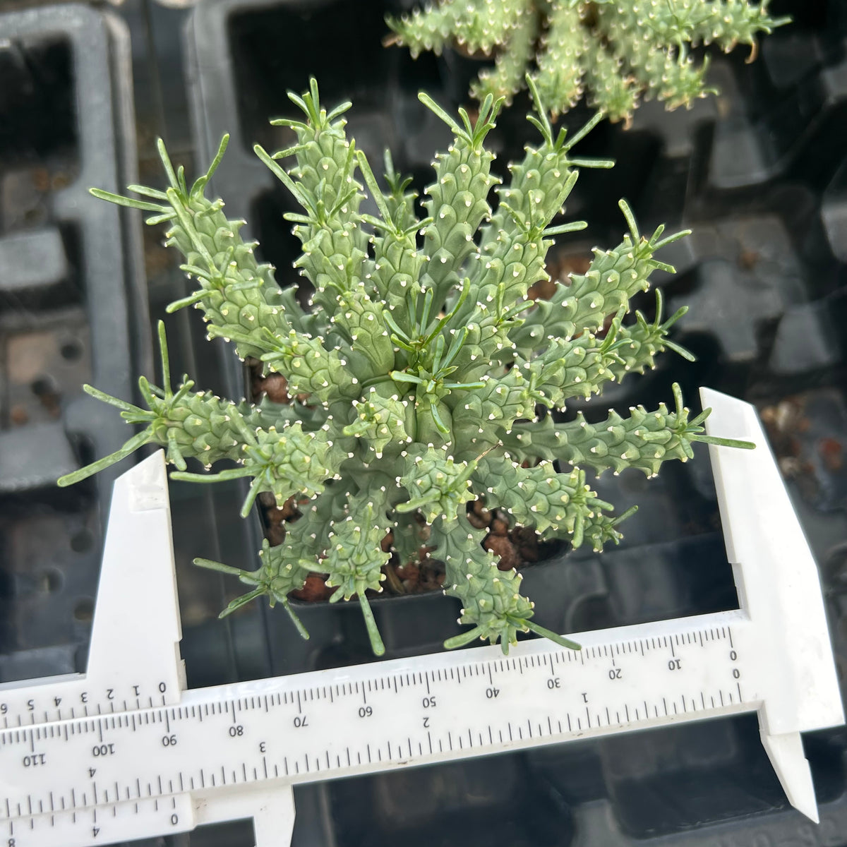 Euphorbia confluens