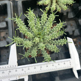 Euphorbia confluens
