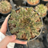 Euphorbia astrophora