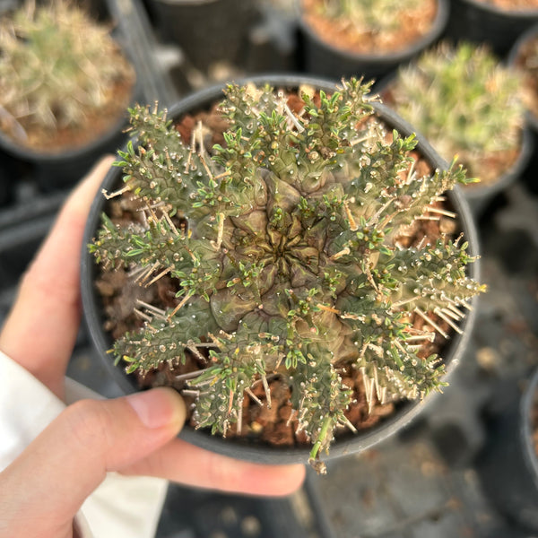 Euphorbia astrophora