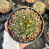 Euphorbia astrophora