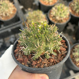 Euphorbia astrophora