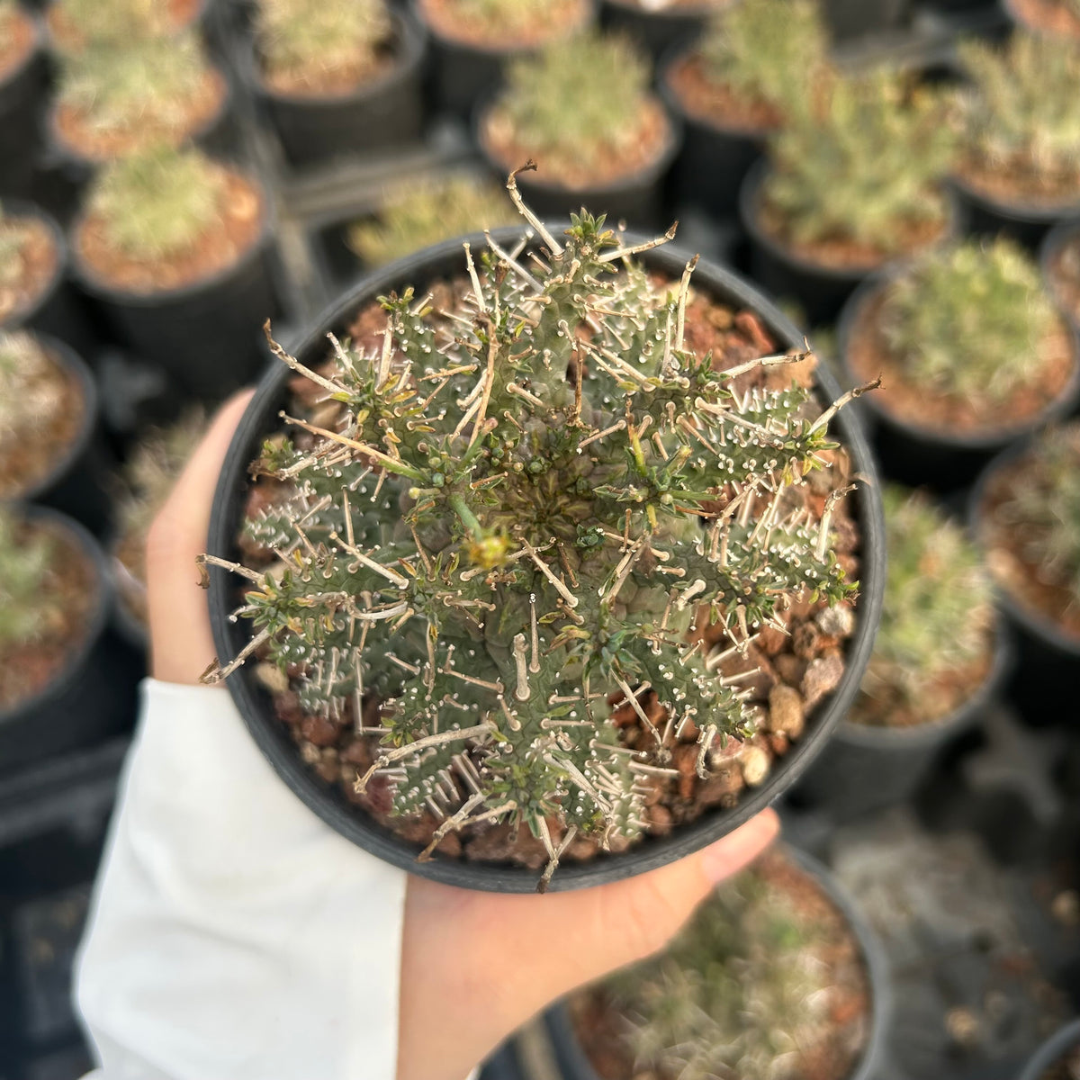 Euphorbia astrophora