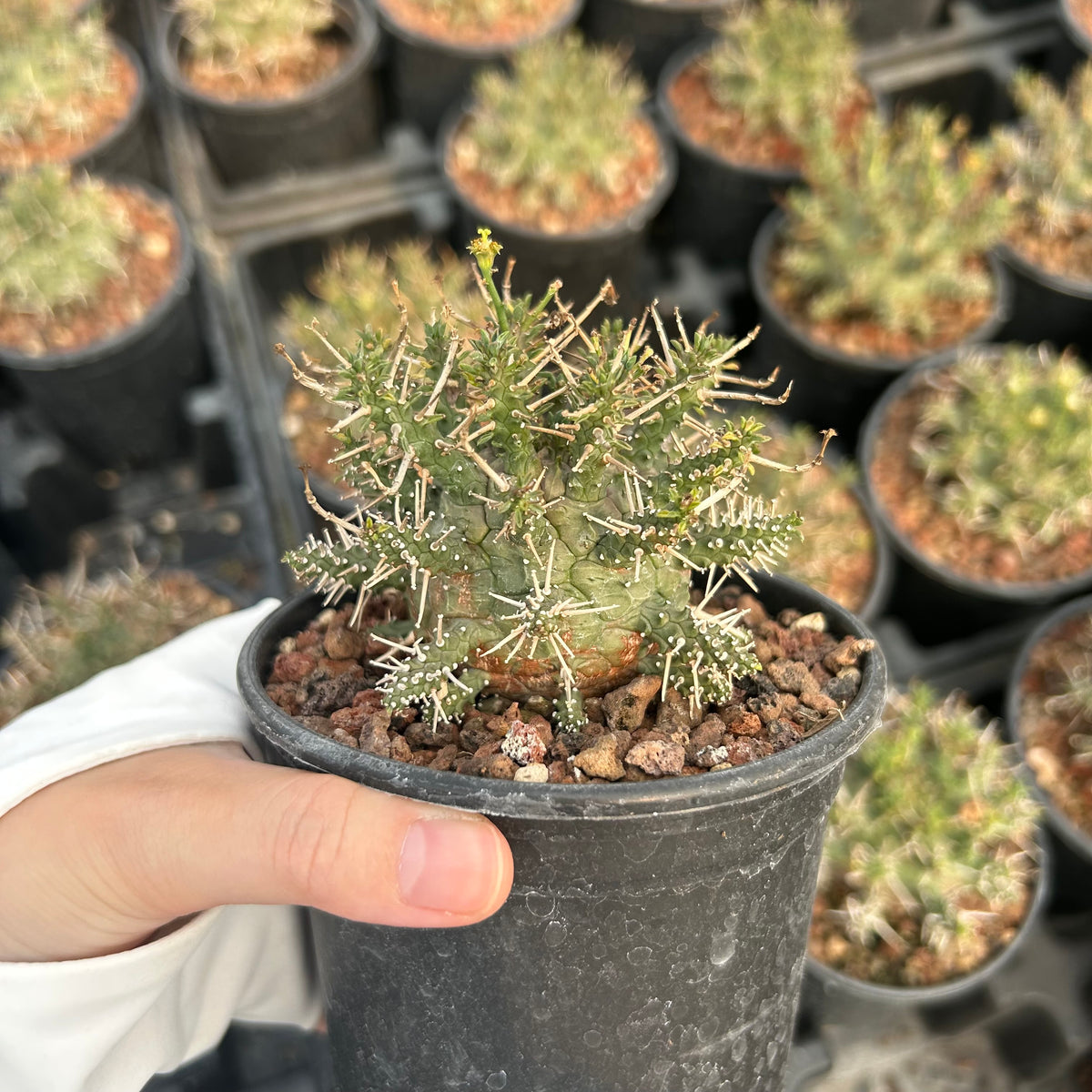 Euphorbia astrophora