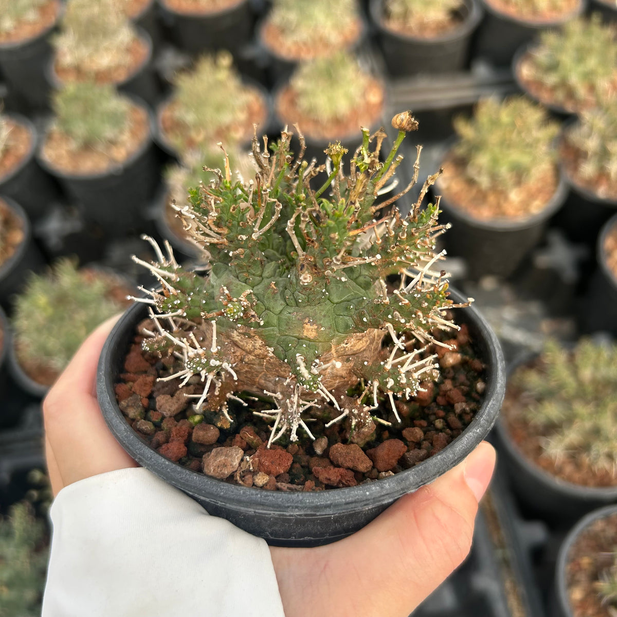 Euphorbia astrophora