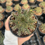 Euphorbia astrophora