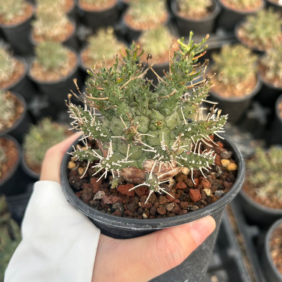 Euphorbia astrophora