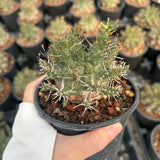 Euphorbia astrophora