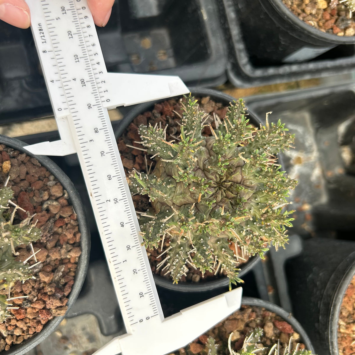 Euphorbia astrophora