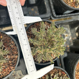Euphorbia astrophora