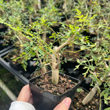 Bursera stenophylla