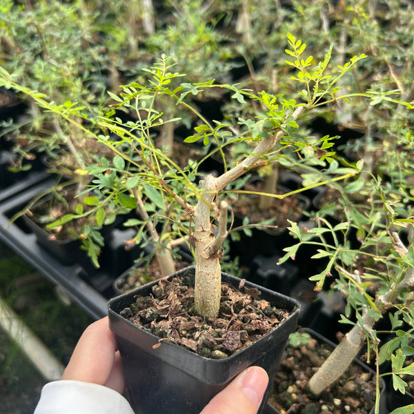 Bursera stenophylla