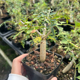 Bursera stenophylla