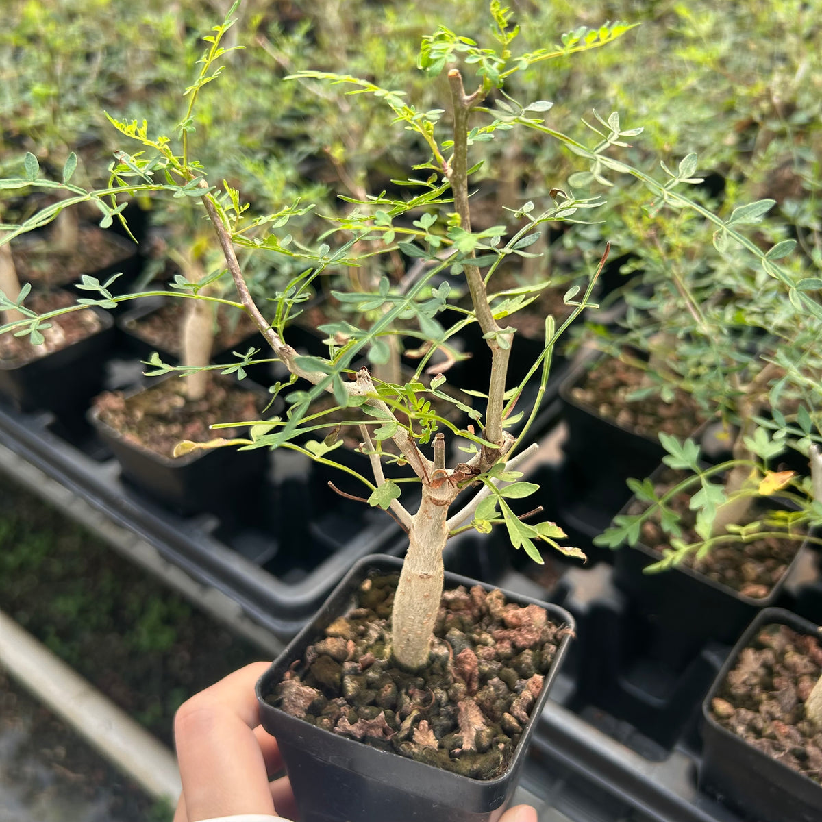 Bursera stenophylla
