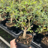 Bursera stenophylla