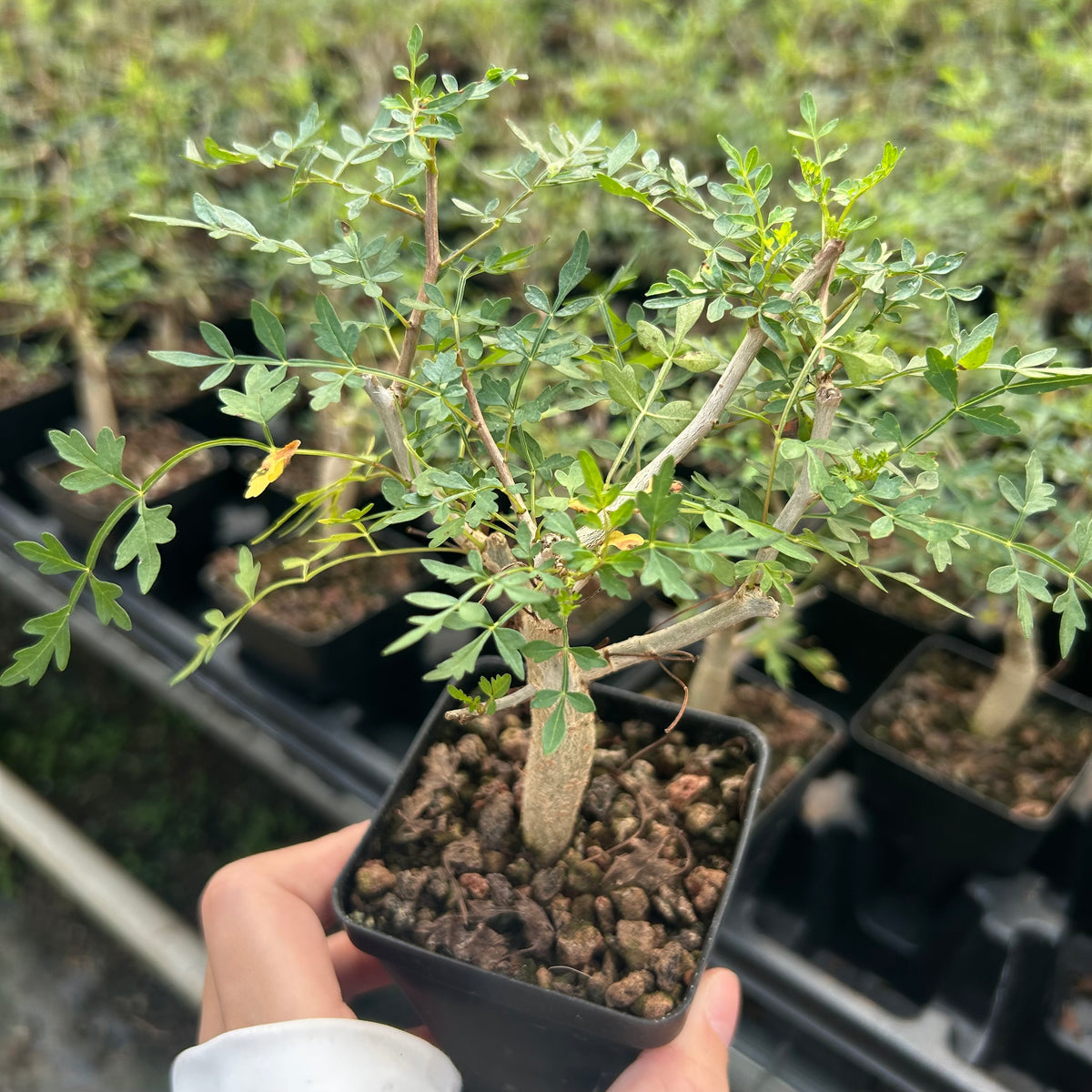 Bursera stenophylla