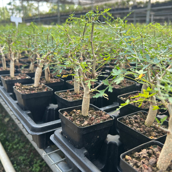 Bursera stenophylla