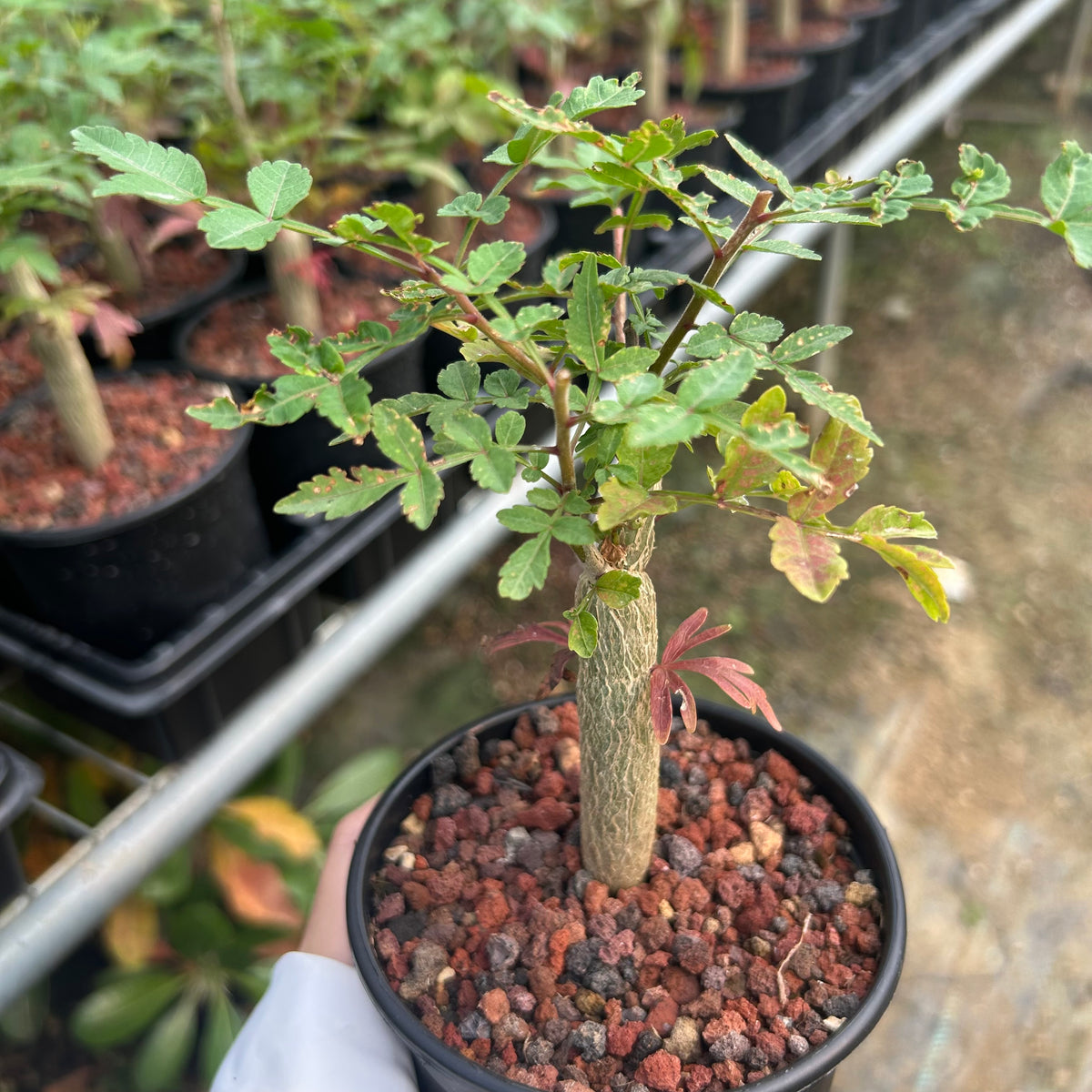 Bursera ariensis — Burseraceae — listed size W1-1.5cm — Same Size Shipped — image 2: potted plant with a slender trunk and leafy branches