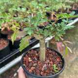 Bursera ariensis — Burseraceae — listed size W1-1.5cm — Same Size Shipped — image 3: potted plant with a slender trunk and leafy branches