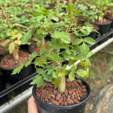 Bursera ariensis — Burseraceae — listed size W1-1.5cm — Same Size Shipped — image 1: potted plant with a slender trunk and leafy branches