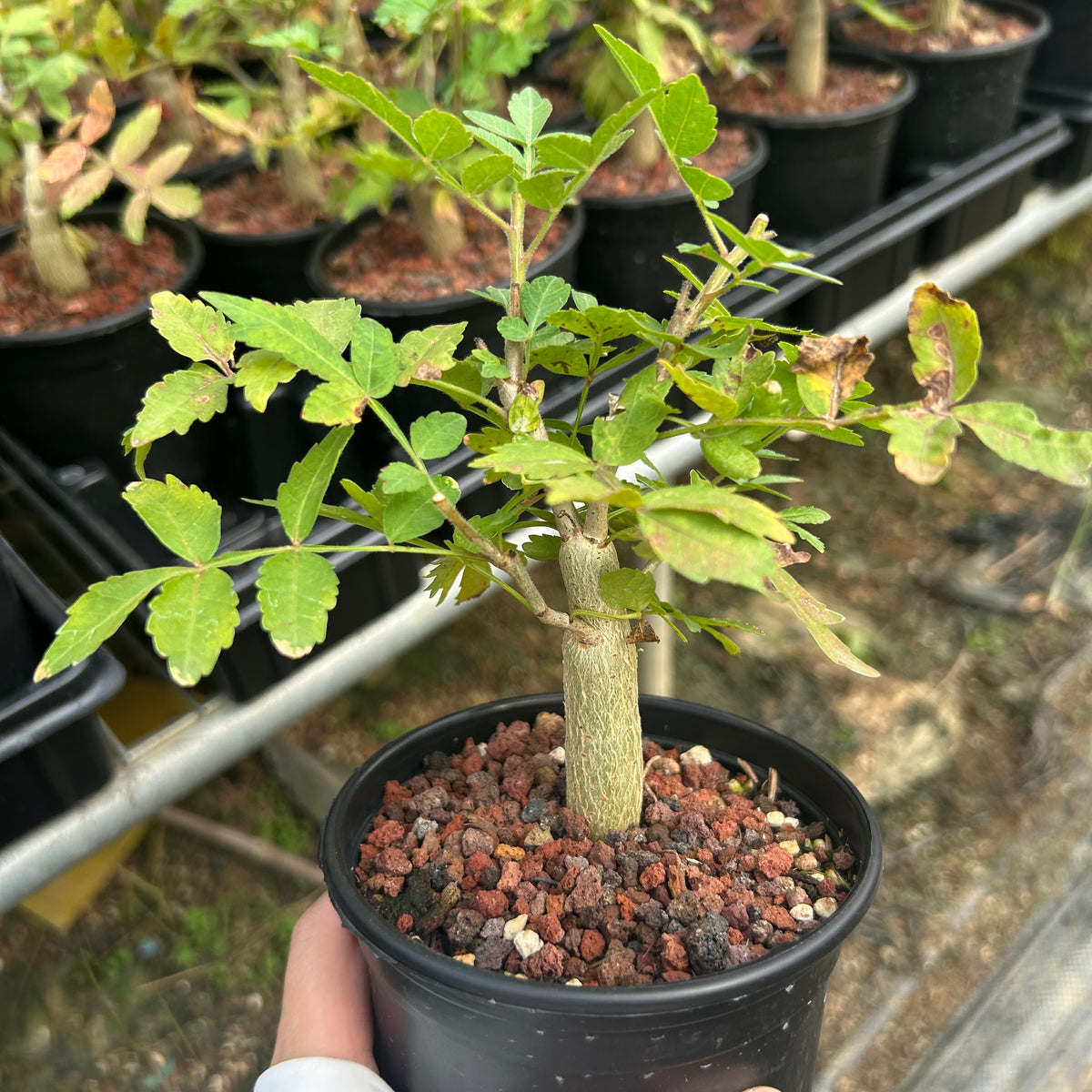 Bursera ariensis — Burseraceae — listed size W1-1.5cm — Same Size Shipped — image 4: potted plant with a slender trunk and leafy branches