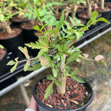 Bursera ariensis — Burseraceae — listed size W1-1.5cm — Same Size Shipped — image 5: potted plant with a slender trunk and leafy branches