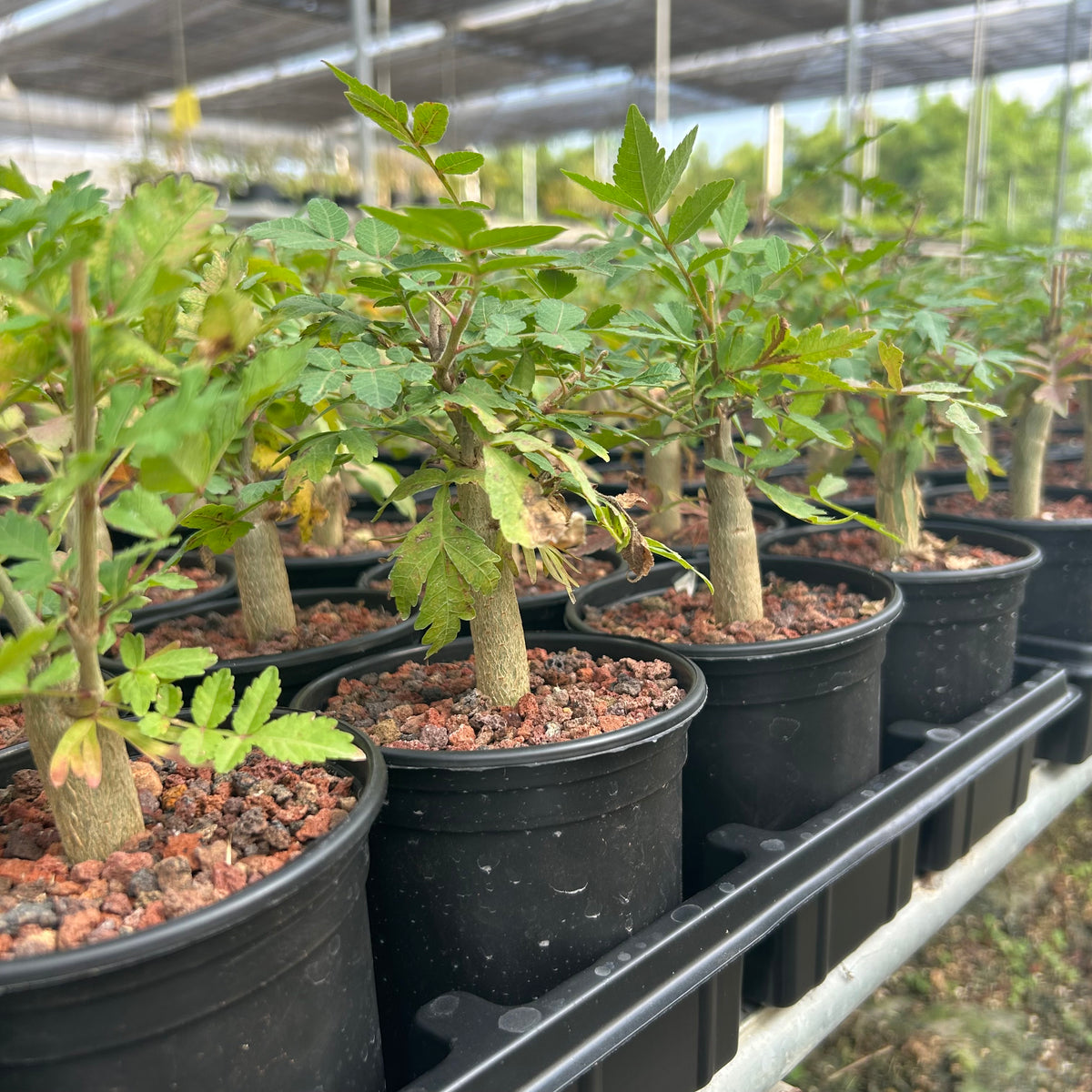 Bursera ariensis — Burseraceae — listed size W1-1.5cm — Same Size Shipped — image 6: nursery group of Bursera ariensis plants