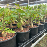 Bursera ariensis — Burseraceae — listed size W1-1.5cm — Same Size Shipped — image 6: nursery group of Bursera ariensis plants