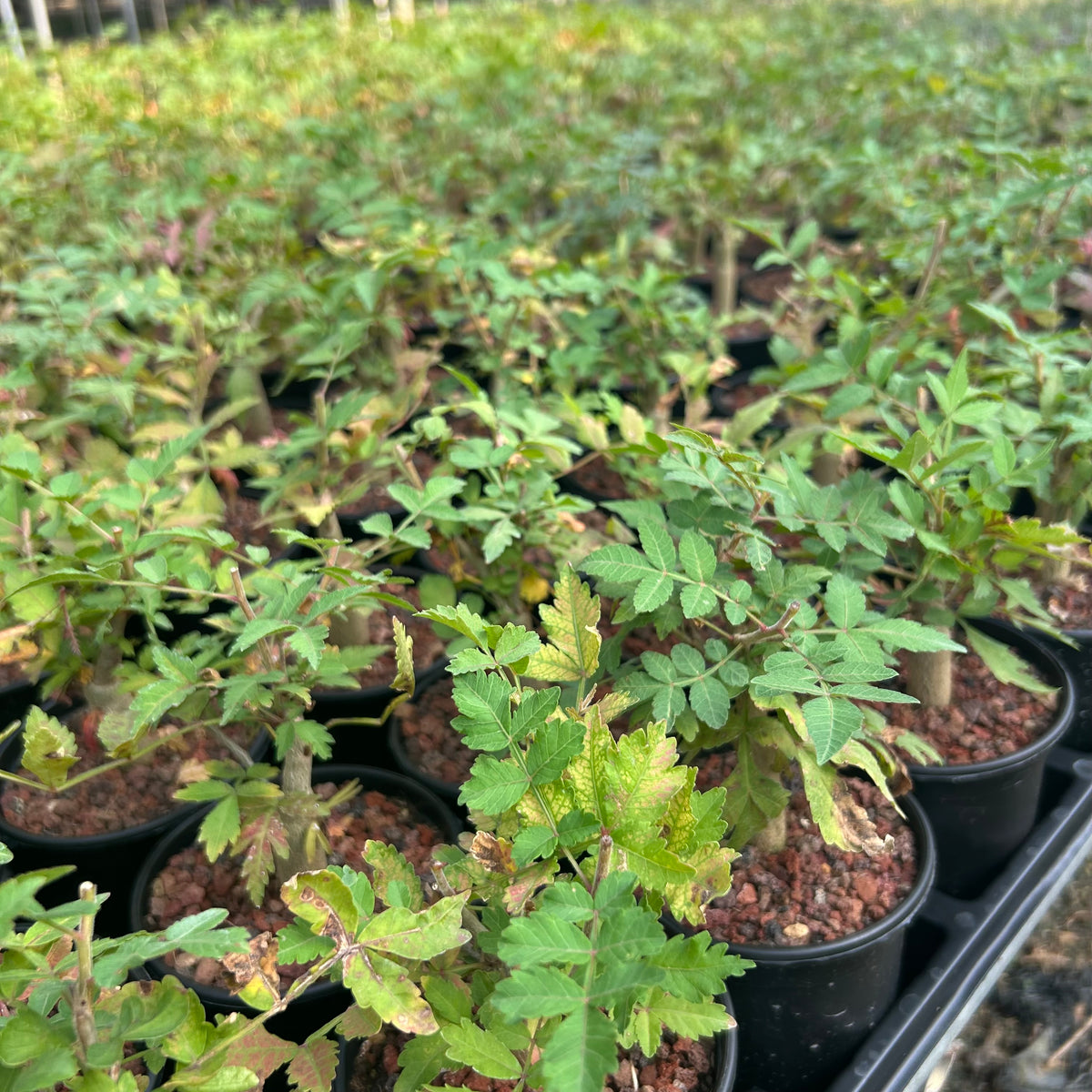 Bursera ariensis — Burseraceae — listed size W1-1.5cm — Same Size Shipped — image 7: nursery group of Bursera ariensis plants