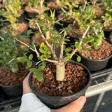 Commiphora humbertii