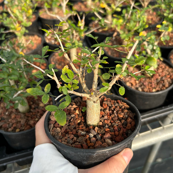 Commiphora humbertii