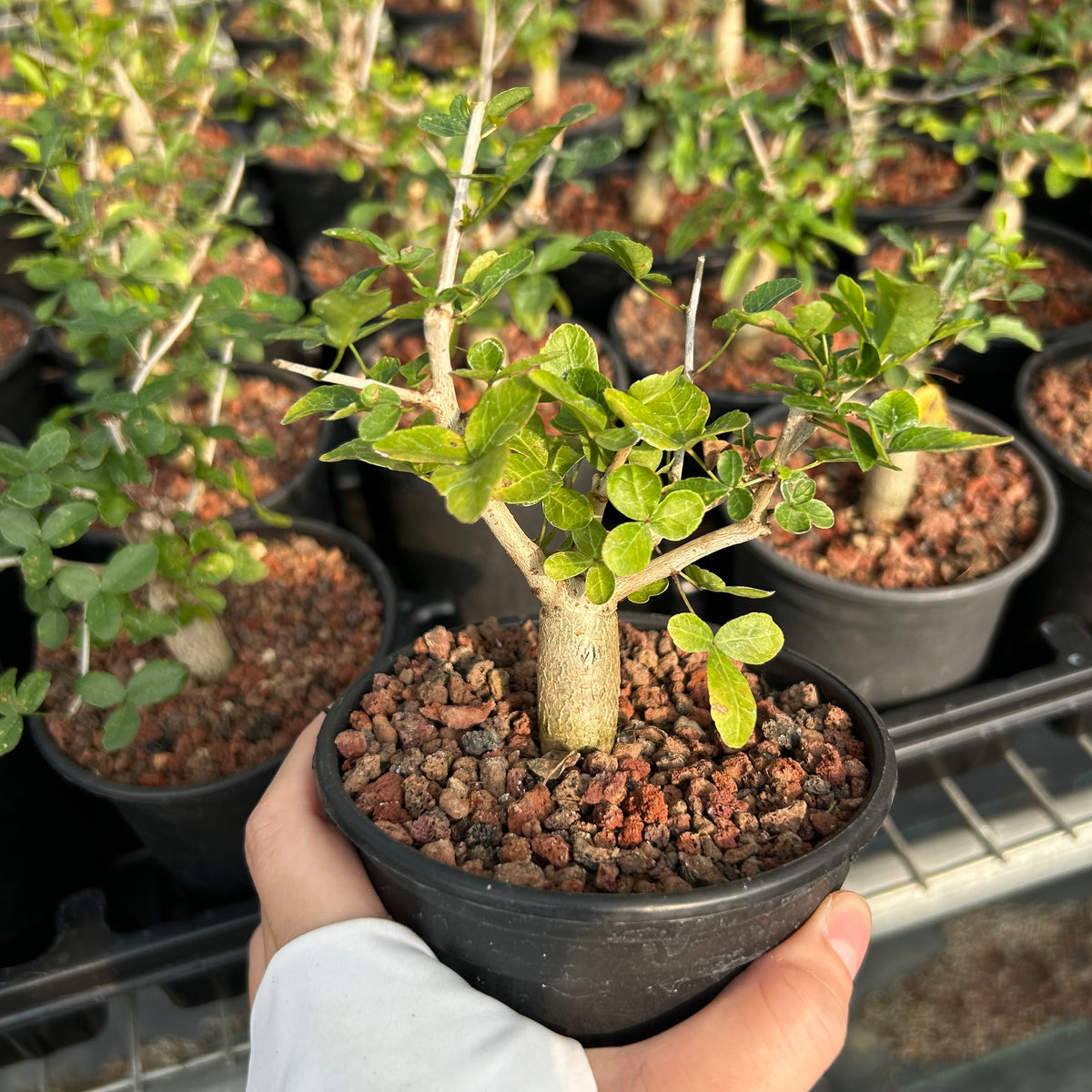 Commiphora humbertii