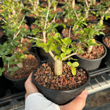 Commiphora humbertii