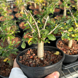 Commiphora humbertii