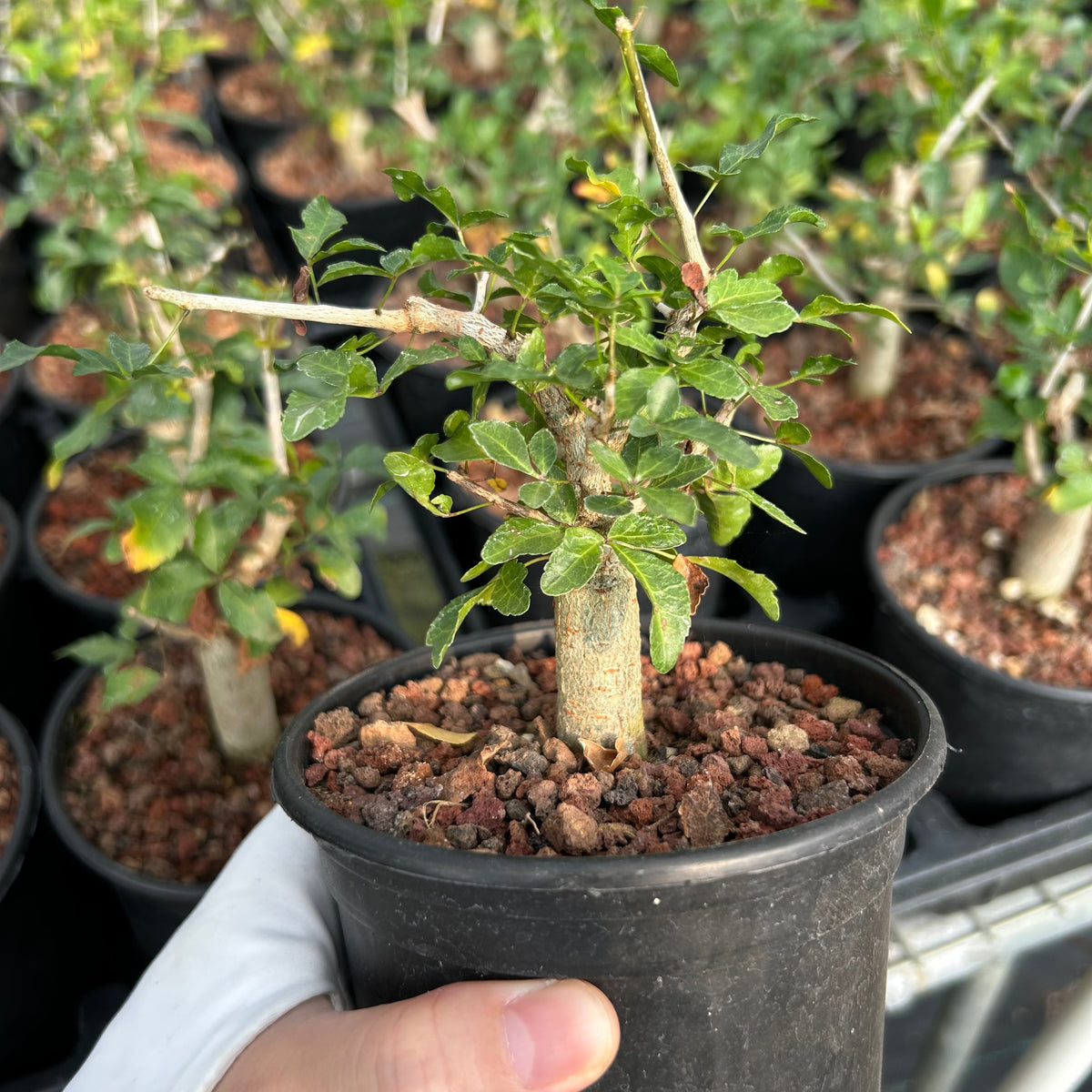 Commiphora humbertii