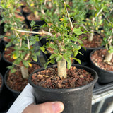 Commiphora humbertii