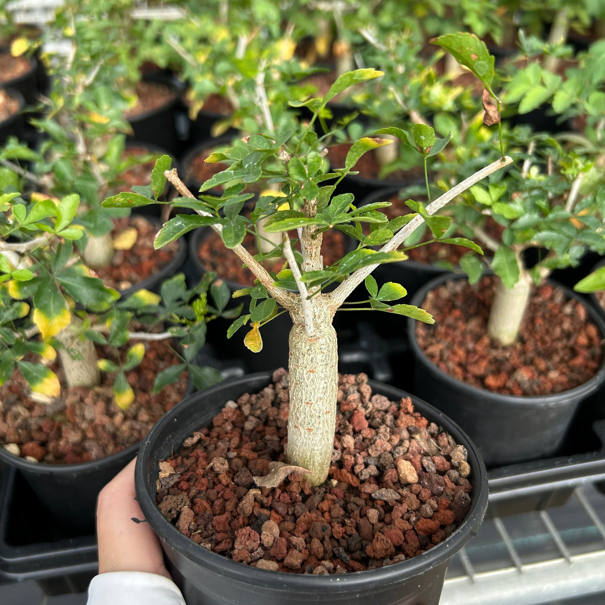 Commiphora humbertii