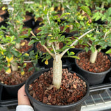 Commiphora humbertii