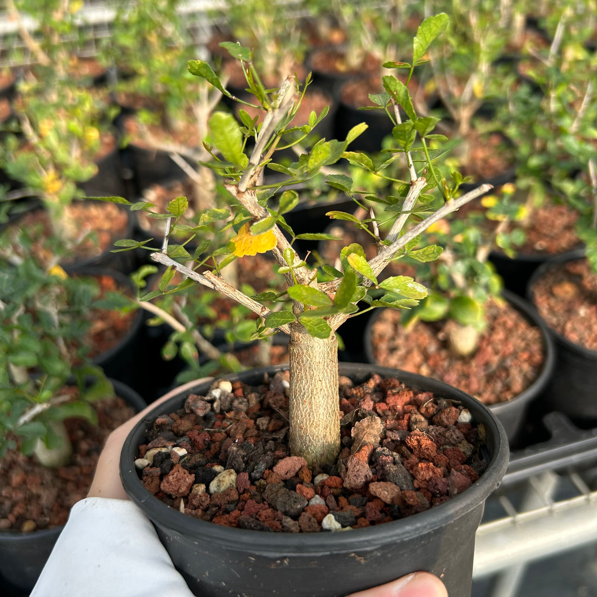 Commiphora humbertii