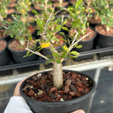 Commiphora humbertii