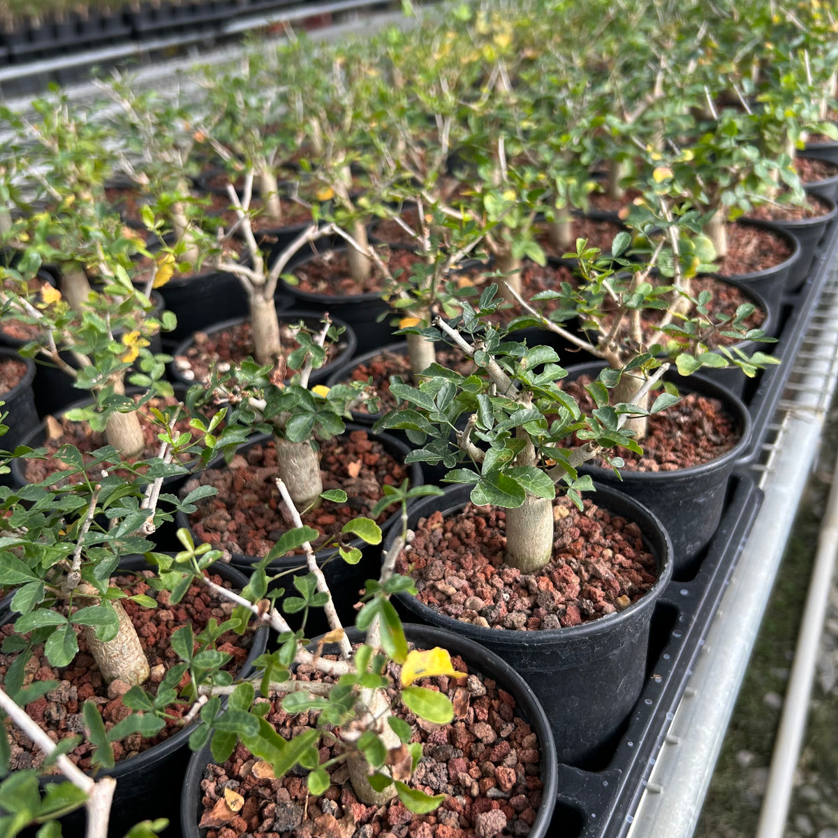 Commiphora humbertii