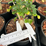 Commiphora humbertii