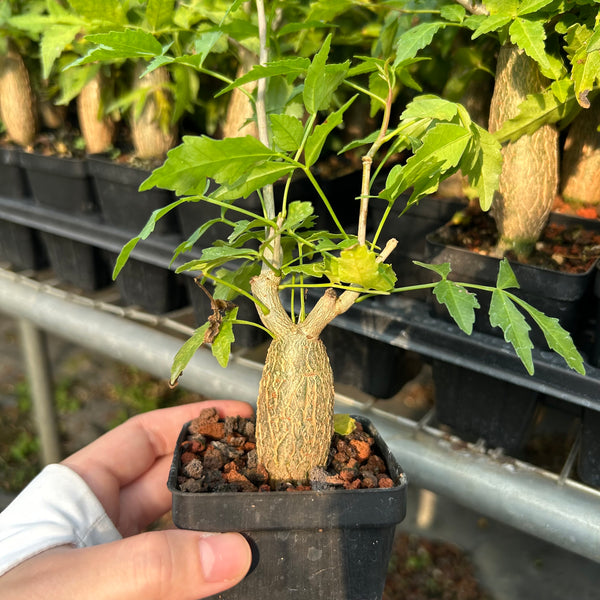 Bursera fagaroides — Burseraceae — listed size W2-2.5cm — Same Size Shipped — image 1: potted plant with a tapered trunk and leafy branches