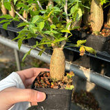 Bursera fagaroides — Burseraceae — listed size W2-2.5cm — Same Size Shipped — image 2: potted plant with a tapered trunk and leafy branches
