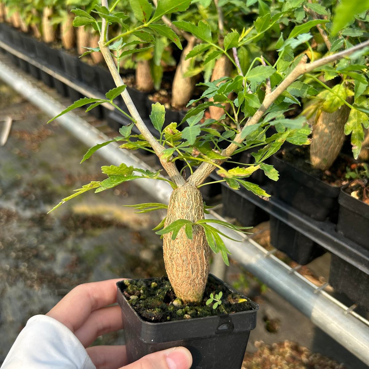 Bursera fagaroides — Burseraceae — listed size W2-2.5cm — Same Size Shipped — image 3: potted plant with a tapered trunk and leafy branches