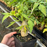 Bursera fagaroides — Burseraceae — listed size W2-2.5cm — Same Size Shipped — image 4: potted plant with a tapered trunk and leafy branches