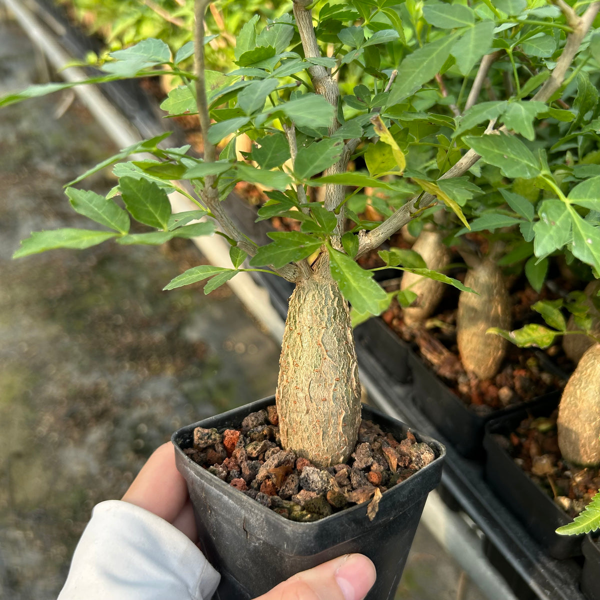 Bursera fagaroides — Burseraceae — listed size W2-2.5cm — Same Size Shipped — image 5: potted plant with a tapered trunk and leafy branches