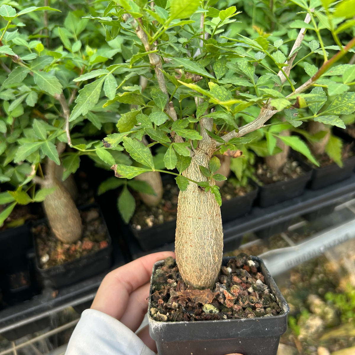 Bursera fagaroides — Burseraceae — listed size W2-2.5cm — Same Size Shipped — image 6: potted plant with a tapered trunk and leafy branches
